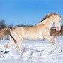 Image result for Rare Paint Horse Colors