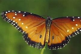 Image result for iPhone XR Case Butterfly Gifs