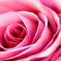 Image result for Pretty Pink Rose and White Background
