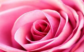 Image result for Pink Rose Wallpaper
