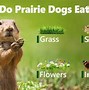 Image result for Picture of Animals in Te Dog Family in the Prairie
