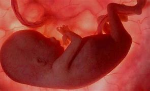 Image result for embriogenia