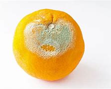 Image result for Bad Orange Fruit