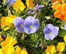 Image result for Blue Flowers with Yellow Pistils