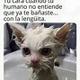 Image result for Memes Famosos Gato