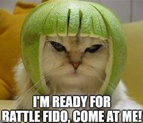 Image result for Combat Cat Meme