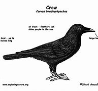 Image result for Matv Crow System