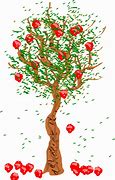 Image result for Chinese Apple Tree
