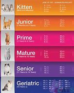 Image result for Age App On Cat
