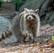 Image result for Large Raccoon