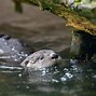 Image result for Otter Swimming with Baby