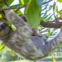 Image result for Pygmy Three Toed Sloths in Their Habitat