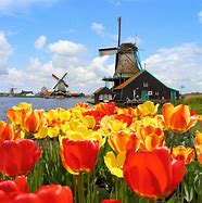 Image result for Tulip Fields in Spring in Netherlands