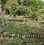 Image result for Chad African Plants