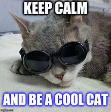 Image result for Cool Cat with Glasses Mem