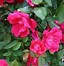 Image result for Lowe's Knockout Roses on Sale