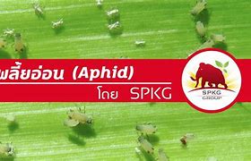 Image result for Pest of Wheat Aphid
