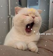 Image result for Cat Yawning Meme