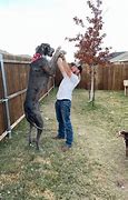 Image result for The Biggest Dog in the World vs a Human