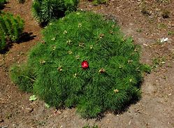 Image result for Paeonia tenuifolia