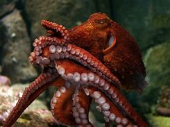 Image result for The Biggest Octopus Is On Earth