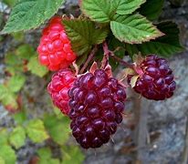 Image result for Rubus hybrida Loganberry