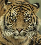 Image result for Tiger Death Stare