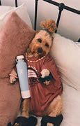 Image result for Cute Dog Aesthetic Memes