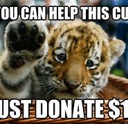 Image result for Tiger Cub Meme