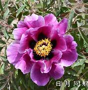 Paeonia rockii Ri Yue Tong Hui ಗಾಗಿ ಇಮೇಜ್ ಫಲಿತಾಂಶ