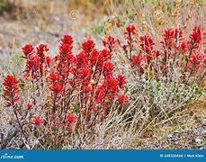 Image result for Desert Plants with Red Flowers