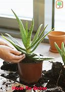 Image result for Growing Aloe Vera Plants