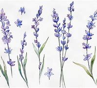 Image result for Lavender Watercolor