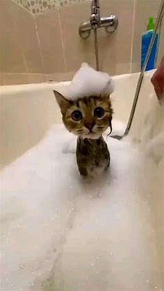 Cute Cat Shower 🚿 🐈💛: An immersive guide by Technical Umair ☑