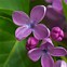 Image result for Lilac Desktop Background