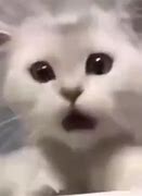 Image result for Shocked Cat Emohi Meme