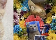 Image result for El Gato Meme Cat Dead