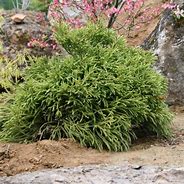 Image result for Cryptomeria japonica Little Champion