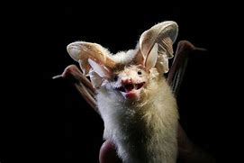 Image result for Cutest Bat Species