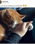 Image result for Cat with Hands Crossed Meme