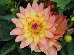 Image result for Dahlia Pablo