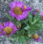 Image result for Erigeron glaucus Sea Breeze