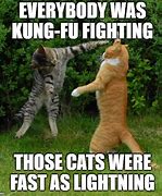 Image result for Fighting Cat Meme