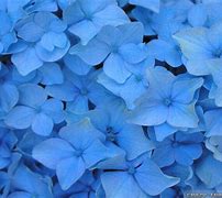 Image result for Cute Blue Flower Wallpaper