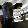 Image result for Aberdeen Cattle