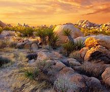 Image result for Mojave Desert Ecosystem