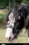 Image result for Shire Horse Tack