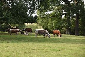 Image result for Longhorn Cattle Stampede