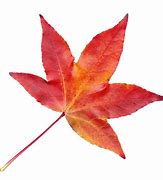 Image result for Leaves White Background