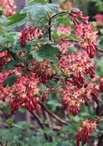 Image result for Ribes gordonianum